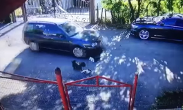 Imagini terifiante la Fălticeni: Un șofer trece cu mașina peste trei cățeluși. 200 de petiții au ajuns la Poliție