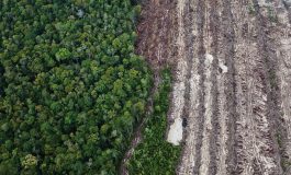 Fălticenenii sunt invitați pe 1 decembrie să susțină campania națională “Uniți pentru păduri”