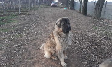 Hoții au furat un câine de rasă din livada unei doctorițe din Fălticeni. Se oferă 500 de euro recompensă