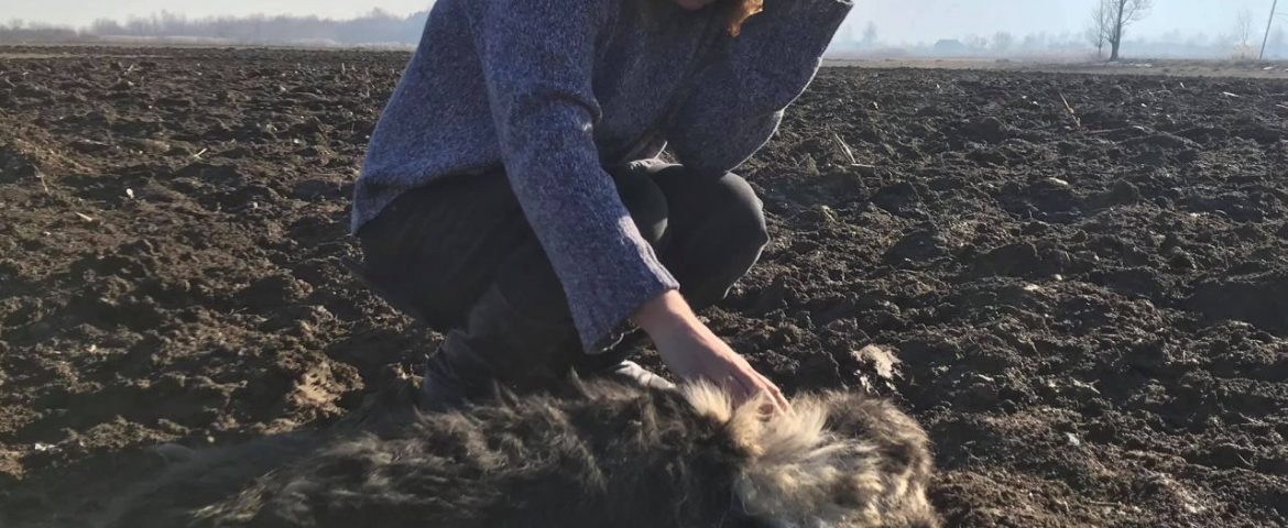 Câini găsiți împușcați pe un câmp din zona comunei Cornu Luncii