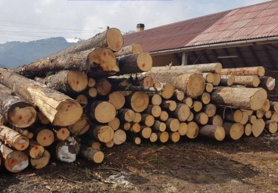 Amendă de 35.000 de lei pentru un agent economic din Bogdănești. 310 m.c. de buștean au fost confiscați