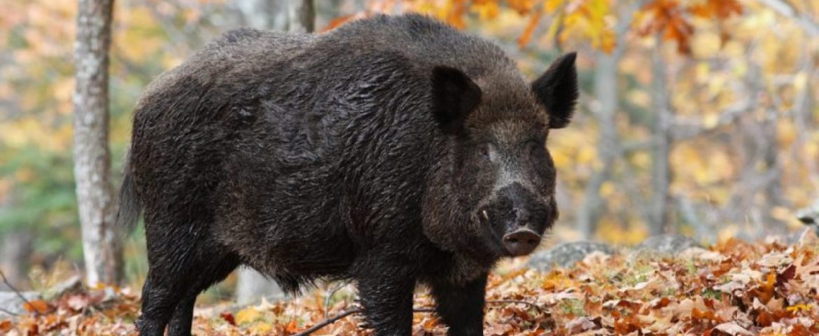Focar de pestă porcină în Dolhasca. Zeci de porci mistreți vor intra în bătaia puștii vânătorilor