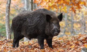 Focar de pestă porcină în Dolhasca. Zeci de porci mistreți vor intra în bătaia puștii vânătorilor