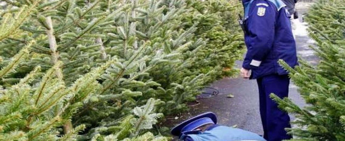 Polițiștii au împărțit amenzi în piața agroalimentară din Fălticeni. Comerț ilegal cu pomi de Crăciun