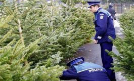 Polițiștii au împărțit amenzi în piața agroalimentară din Fălticeni. Comerț ilegal cu pomi de Crăciun