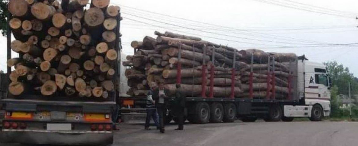 Șoferi din Bogdănești și Cornu Luncii depistați cu nereguli în acte. Polițiștii au confiscat materialul lemnos