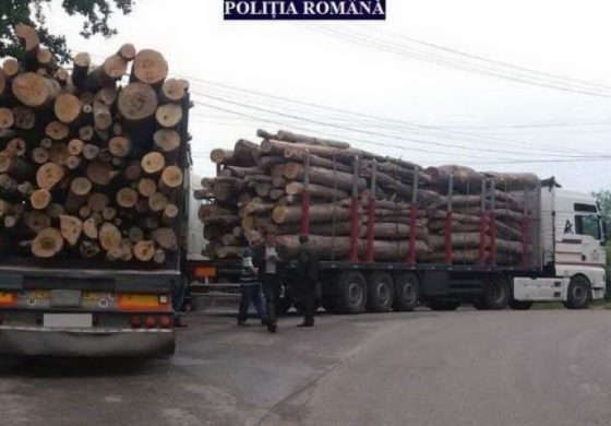 Șoferi din Bogdănești și Cornu Luncii depistați cu nereguli în acte. Polițiștii au confiscat materialul lemnos