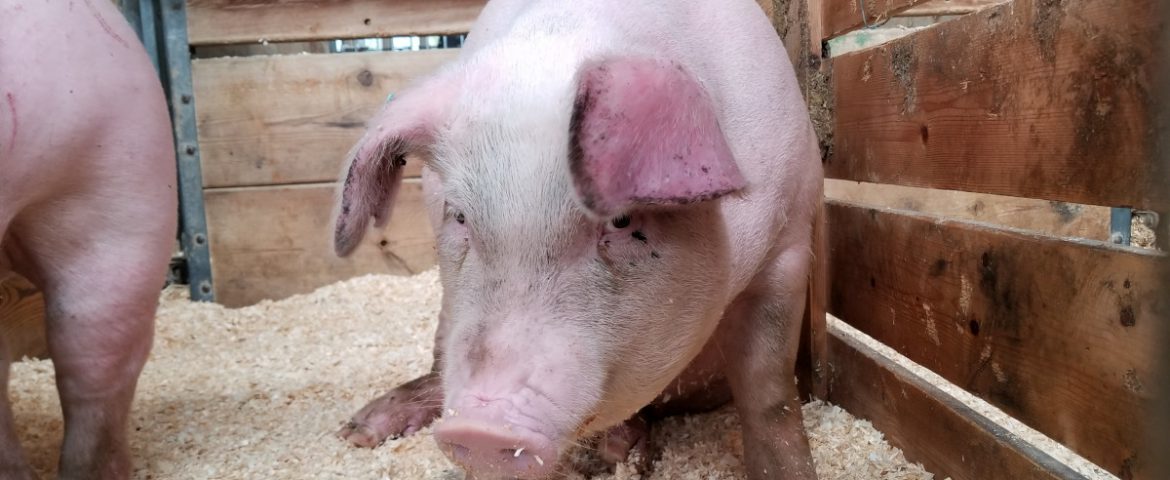 Virusul pestei porcine africane confirmat în zona comunei Horodniceni