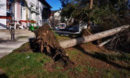 Cod portacaliu de vânt puternic în zona de munte.  Accident rutier soldat cu decesul unei femei în  Iacobeni. Arbore căzut pe cupola mașinii unor turiști