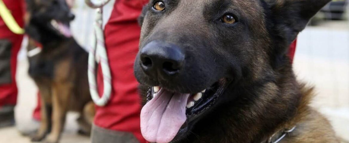 E.ON susține financiar proiectul destinat amenajării unui teren de antrenament pentru câinii salvatori