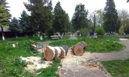 Copaci tăiați în Parcul Prefecturii. Autoritățile locale anunță că vor fi plantați de trei ori mai mulți arbori