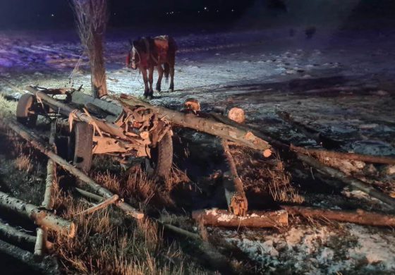 Căruțașul implicat în accidentul de vineri seara s-a prezentat la Poliție. Bărbatul era băut și părăsise locul accidentului