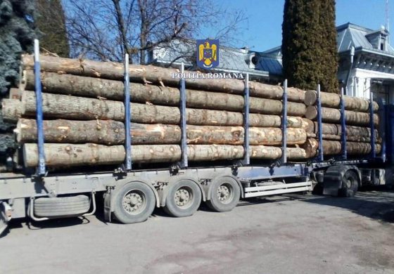 Flagrant în comuna Boroaia. Polițiștii SPR Vadu Moldovei au indisponibilizat un autotren de 70.000 de euro și au confiscat circa 40 mc de bușteni