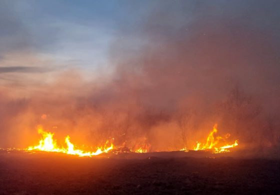 Două incendii au făcut prăpăd pe raza Ocolului Silvic Dolhasca. Au fost distruse 16 hectare plantate cu salcâm