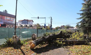Arbori puși la pământ în Parcul Prefecturii. Lucrările au fost avizate și fac parte din proiectul de modernizare