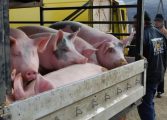 Ample controale înaintea sărbătorilor. Inspectorii sanitari veterinari verifică transporturile de porci și miei vii