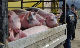 Ample controale înaintea sărbătorilor. Inspectorii sanitari veterinari verifică transporturile de porci și miei vii