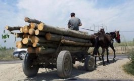 Căruță confiscată de agenții SPR Mălini. Un bărbat transporta ilegal câteva lemne. Polițiștii îl vor sancționa