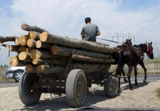 Căruță confiscată de agenții SPR Mălini. Un bărbat transporta ilegal câteva lemne. Polițiștii îl vor sancționa