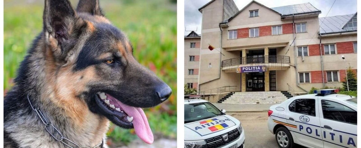 Poliția Municipiului Fălticeni va avea un câine pentru misiuni deosebite. Thor va descoperi cadavrele umane