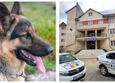 Poliția Municipiului Fălticeni va avea un câine pentru misiuni deosebite. Thor va descoperi cadavrele umane