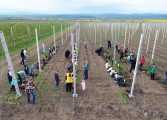 Fapte bune în Săptămâna Verde. Elevii școlii din Rădășeni au plantat pomi fructiferi într-o livadă din satul natal