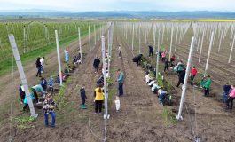 Fapte bune în Săptămâna Verde. Elevii școlii din Rădășeni au plantat pomi fructiferi într-o livadă din satul natal
