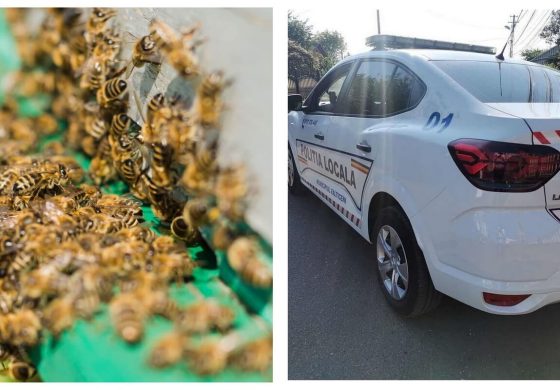 Un roi mare de albine și-a făcut apariția în Piața Agroalimentară din Fălticeni. Un apicultor l-a strâns într-o găleată