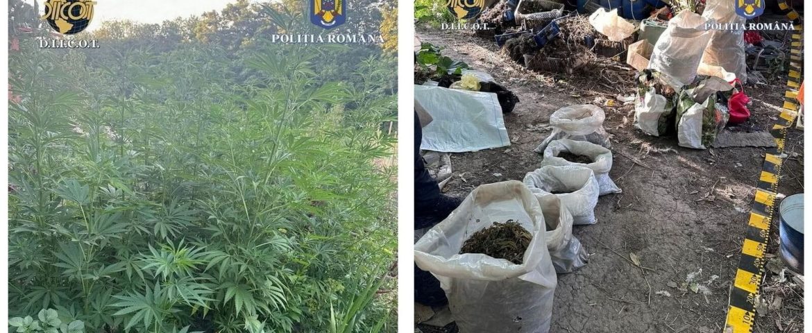 Percheziții domiciliare în județul Suceava. Polițiștii și procurorii au ridicat peste 1.000 de plante de canabis