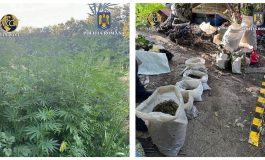 Percheziții domiciliare în județul Suceava. Polițiștii și procurorii au ridicat peste 1.000 de plante de canabis