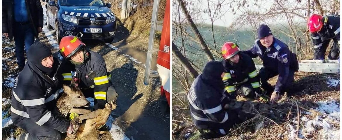 Pompierii Detașamentului Fălticeni au salvat un pui de căprioară. Acesta era blocat în apa iazului Șomuz