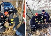 Pompierii Detașamentului Fălticeni au salvat un pui de căprioară. Acesta era blocat în apa iazului Șomuz