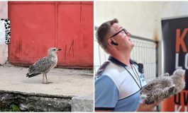 Misiune de salvare reușită în Fălticeni. Un pui de pescăruș s-a întors în cuibul său cu ajutorul unui polițist local