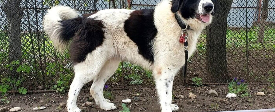 Caz șocant în comuna Baia. Câine ciobănesc împușcat din fața locuinței. Patrupedul s-a stins în agonie