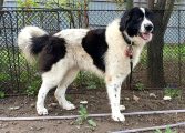 Caz șocant în comuna Baia. Câine ciobănesc împușcat din fața locuinței. Patrupedul s-a stins în agonie