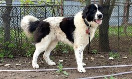 Caz șocant în comuna Baia. Câine ciobănesc împușcat din fața locuinței. Patrupedul s-a stins în agonie
