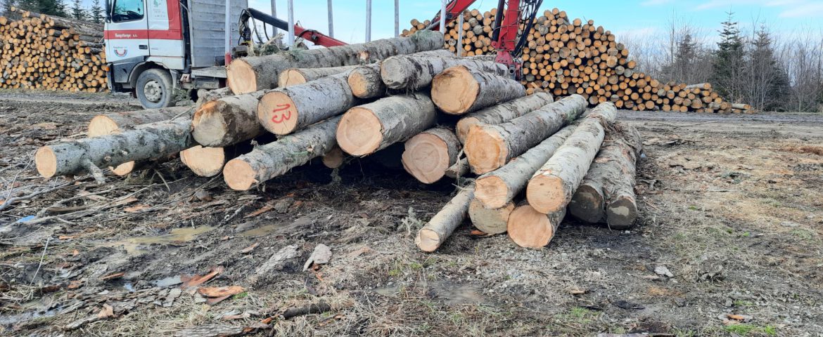 Inspectorii Gărzii Forestiere au interceptat un transport ilegal de materiale lemnoase între comunele Baia și Râșca