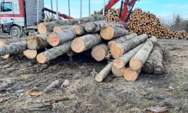 Inspectorii Gărzii Forestiere au interceptat un transport ilegal de materiale lemnoase între comunele Baia și Râșca
