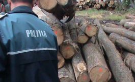 Un nou control în comuna Mălini. Polițiștii au confiscat material lemnos în valoare de peste 30.000 de lei